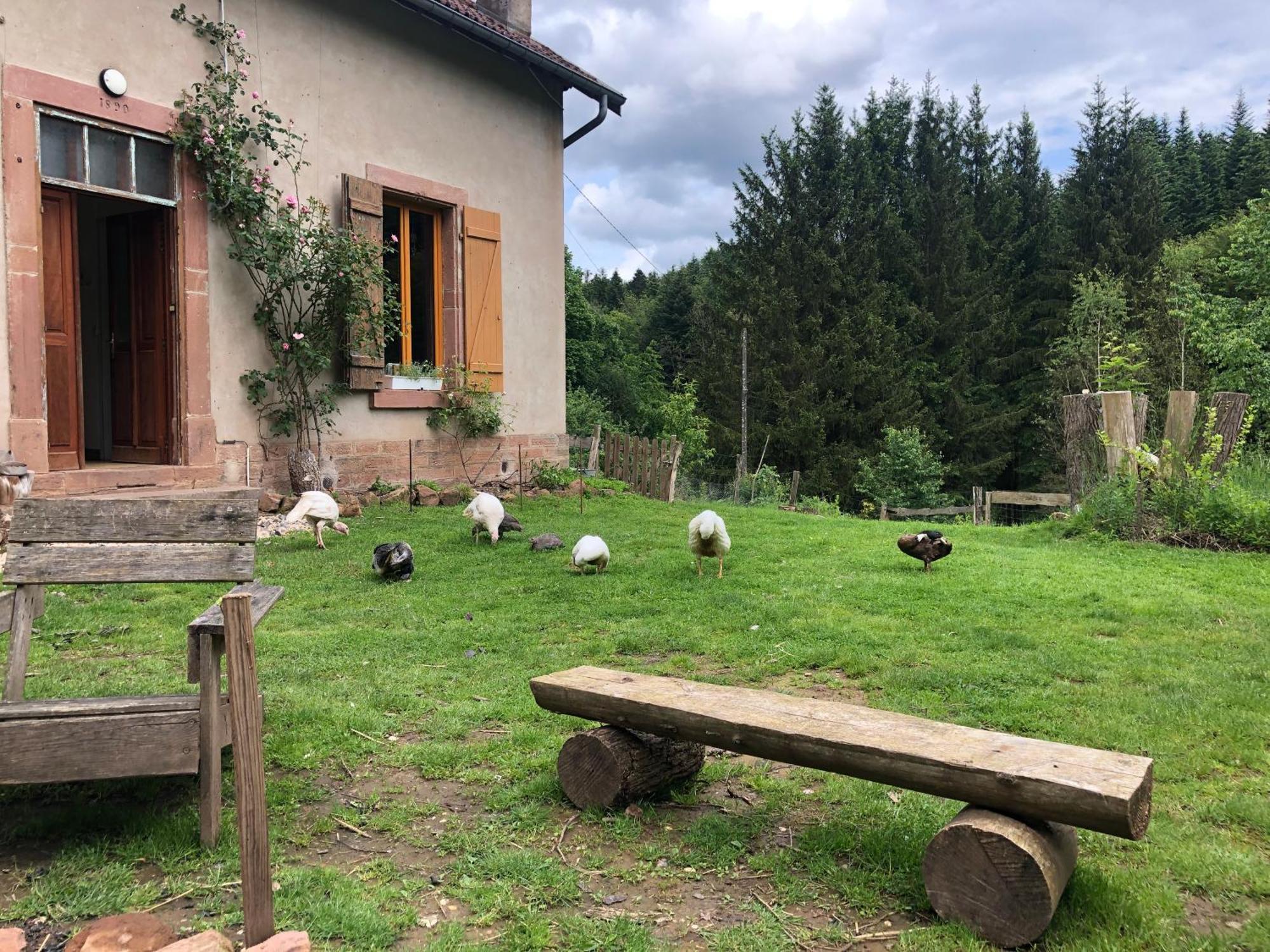 A L'Oree De Soi - Maison Forestiere De La Soie - Eco Gite, Chambres D'Hotes, Camping Au Pied Des Vosges Saint-Sauveur  エクステリア 写真