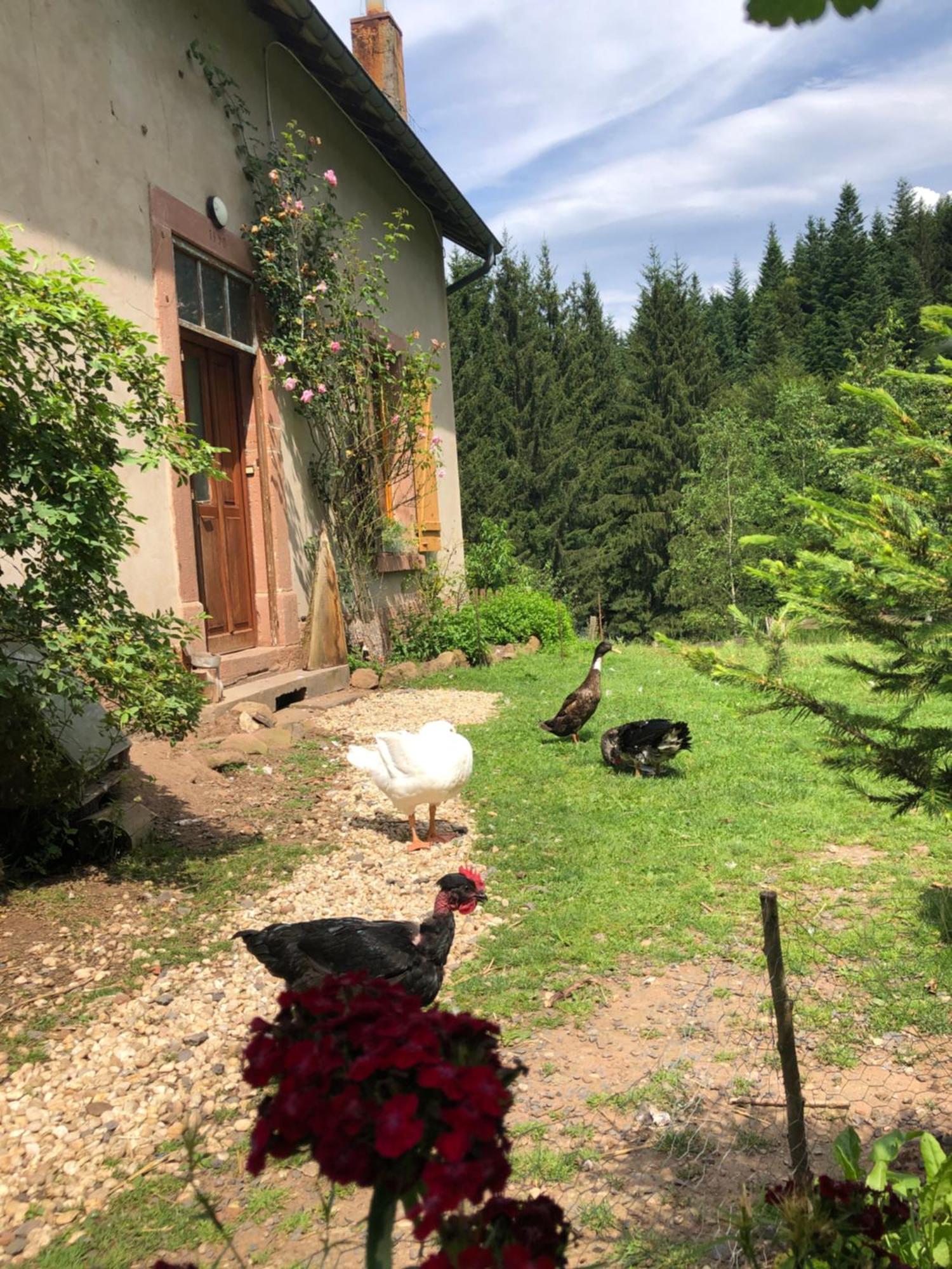 A L'Oree De Soi - Maison Forestiere De La Soie - Eco Gite, Chambres D'Hotes, Camping Au Pied Des Vosges Saint-Sauveur  エクステリア 写真